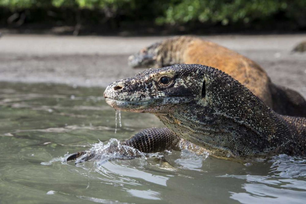 Indonesia, Rinca Island, Komodo NP Komodo dragon